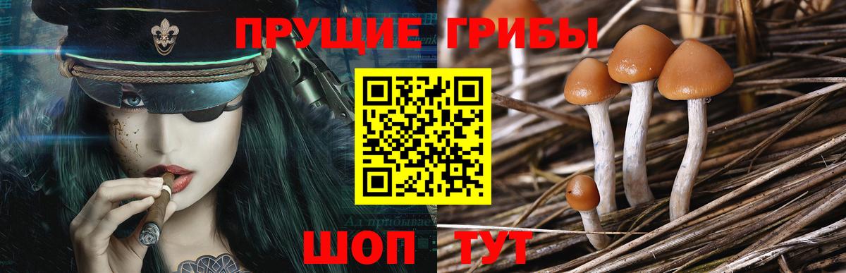 Псилоцибиновые грибы мицелий  Вход с VPN  Норильск  Псилоцибиновые грибы Psilocybine cubensis 